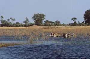 Hayden Oake: LEOPARD - Jumping over water