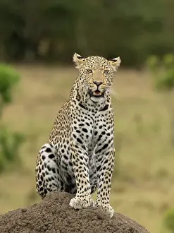 Leopard: Leopard, Kenya, Africa