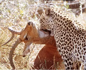 Biting: LEOPARD - killing Impala