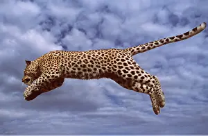 Spots: LEOPARD - leaping