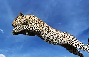Spots: LEOPARD - leaping