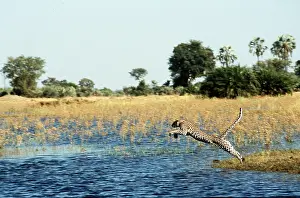 Leopards: LEOPARD - leaping over water