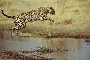 Pouncing: LEOPARD - Leopard leaping over water