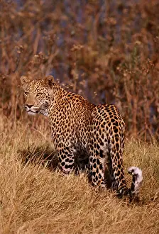 Hayden Oake: LEOPARD - looking back