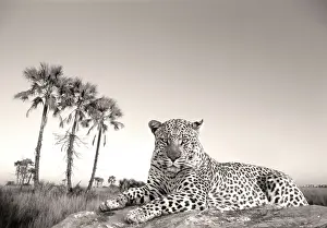 Masculine: Leopard - male rests on termite mound