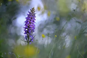 Variation: Leopard Marsh Orchid
