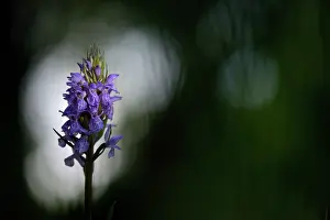 Variation: Leopard Marsh Orchid