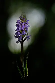 Orchidaceae: Leopard Marsh Orchid