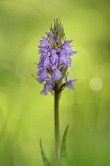 Variation: Leopard Marsh Orchid