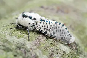 250720: Leopard Moth - Norfolk UK