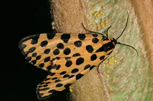 Cycad: Leopard Moth - ovipositing (depositing of eggs)