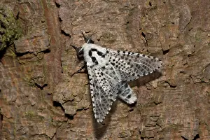 Mose: Leopard Moth (Zeuzera pyrina). Kv nrkeby mose, Denmark