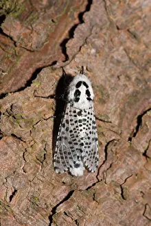 Mose: Leopard Moth (Zeuzera pyrina). Kv nrkeby mose, Denmark