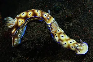Chromodorididae: Leopard Nudibranch (Risbecia tryoni), animal pair