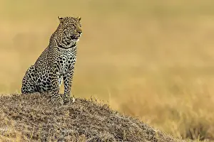 Anthill: Leopard observing the plains from an anthill