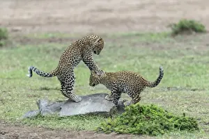 Cite: Leopard (Panthera pardus), 4/5 month olds playing