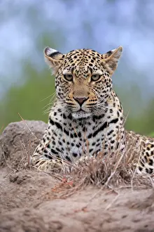 Predatory: Leopard (Panthera pardus), adult, observed, alert, p