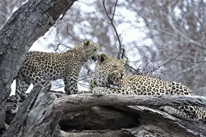 Rest: Leopard (Panthera pardus) adult with cub lying on a tree