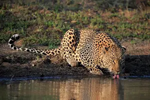 Predatory: Leopard (Panthera pardus), adult, drinking, at the w