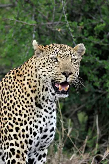 Predatory: Leopard (Panthera pardus), adult, portrait, Sabi S