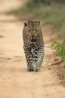 Move: Leopard (Panthera pardus), adult, running, Sabi S