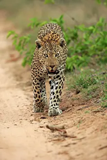 Move: Leopard (Panthera pardus), adult, running, Sabi S
