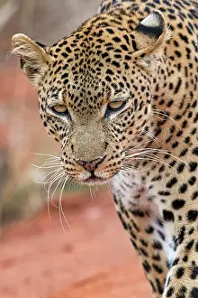 Tsavo: Leopard (Panthera pardus), animal portrait, Tsavo