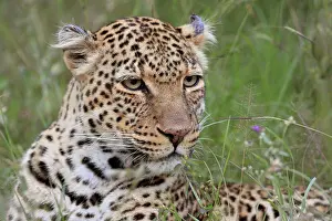 200421: Leopard (Panthera pardus), big cat, portrait, Masai