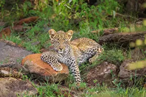 Company: Leopard (Panthera pardus) cub, Masai Mara National