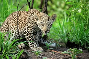 Preserves: Leopard (Panthera pardus), cub, Sabisabi Private