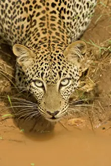 2008: Leopard, Panthera pardus, drinking from