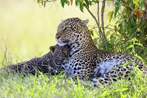 Snug: Leopard (Panthera pardus), female cuddling with