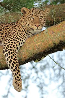 Queen: Leopard (Panthera pardus), female, lying in tree