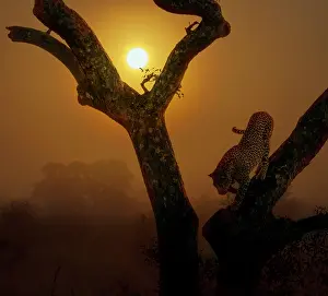 Transborder: Leopard (Panthera pardus) going down a tree at sunset