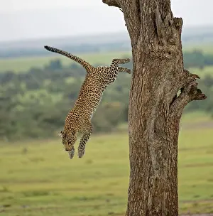 Massai: Leopard (Panthera pardus) jumps from a tree, Massai
