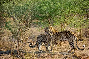 Crazy: Leopard (Panthera pardus) juvenile (cub) being groomed