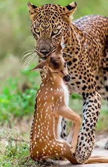 Hunted: Leopard (Panthera pardus kotiya) with prey. Very