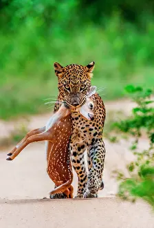 Hunted: Leopard (Panthera pardus kotiya) with prey. Very