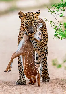 Hunted: Leopard (Panthera pardus kotiya) with prey. Very