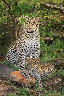 Narok: Leopard (Panthera pardus) mother animal with cub