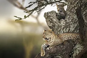 Papilionaceae: Leopard (Panthera pardus), mother and baby resting