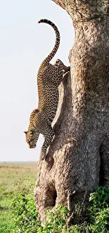 Hunted: Leopard (Panthera pardus pardus) is jumping from
