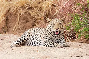 Kunene: Leopard (Panthera pardus) resting, Etosha National