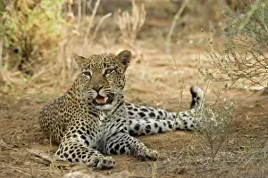 Fang: Leopard, Panthera pardus, resting in shade