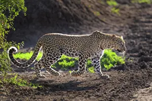 Move: Leopard (Panthera pardus), running, Masai Mara National