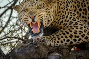 Growling: Leopard (Panthera pardus) snarling while feeding