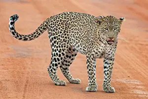 Dirt: Leopard (Panthera pardus) stands on sand track and