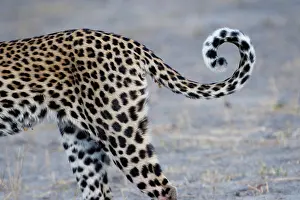 Spiral: Leopard (Panthera pardus) tail, Botswana