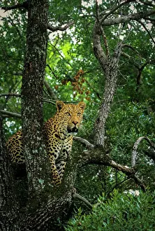 Steal: Leopard. (Panthera pardus). In Tree. MalaMala Game