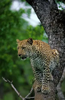 Steal: Leopard. (Panthera pardus). In Tree. MalaMala Game